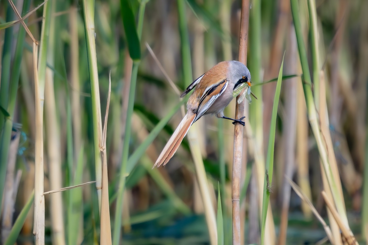 Bearded Reedling - ML620214888