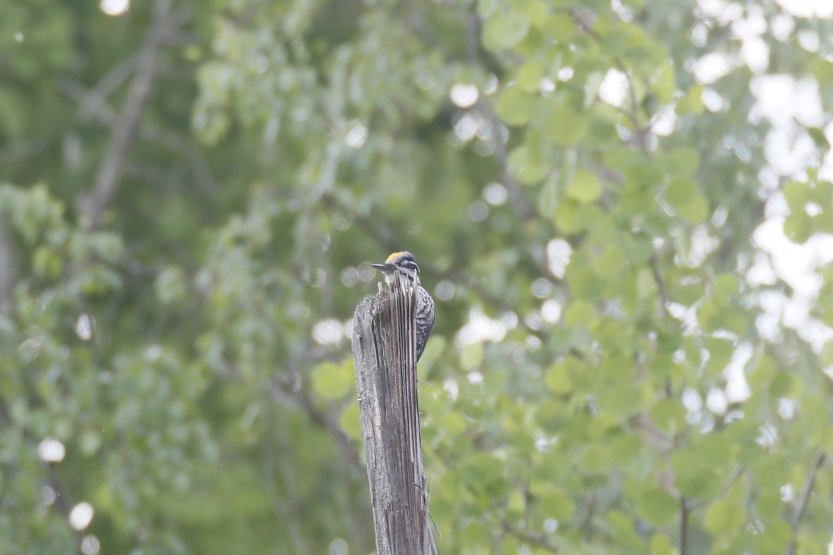 Eurasian Three-toed Woodpecker - ML620214890