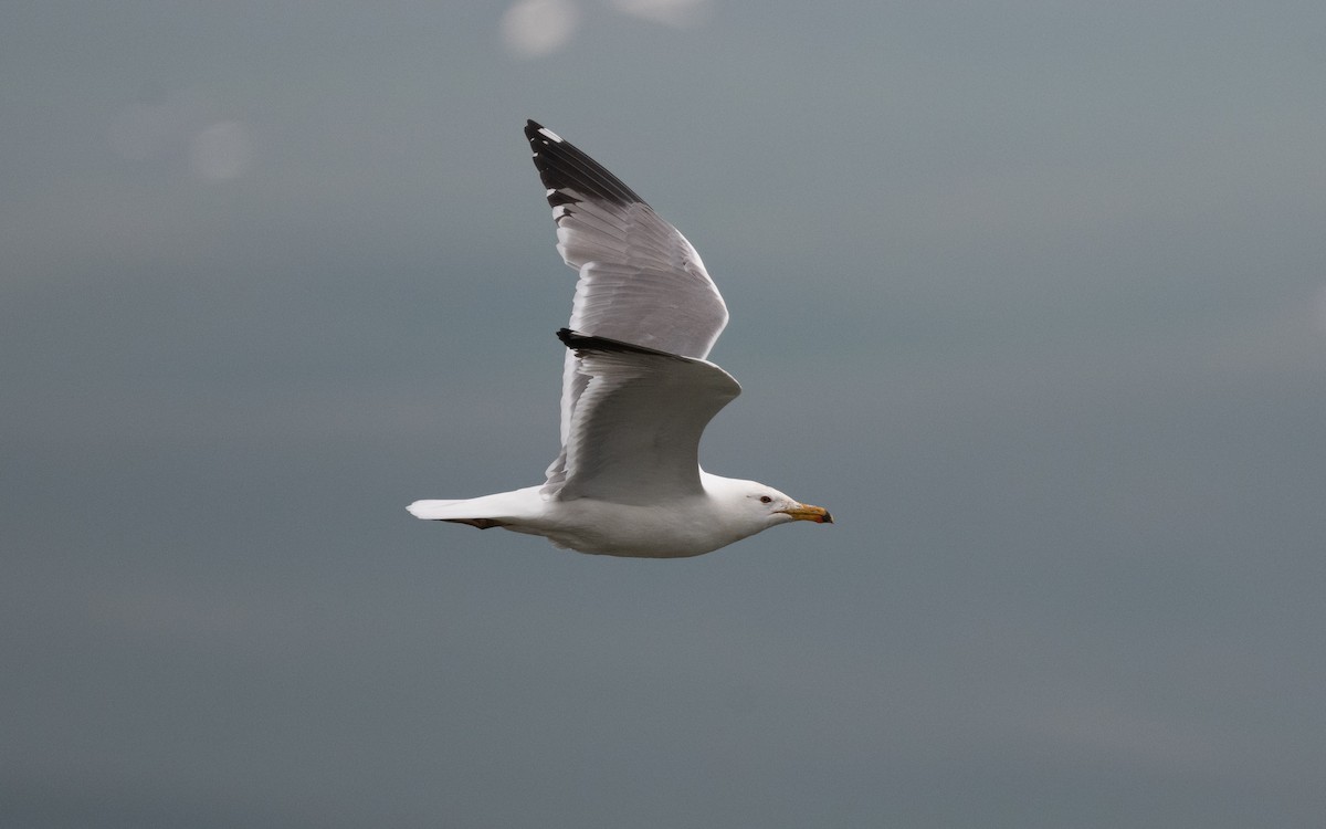 Gaviota Armenia - ML620214900