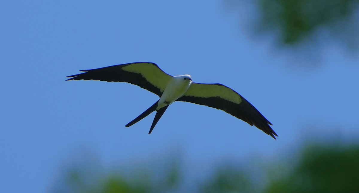 Swallow-tailed Kite - ML620214907