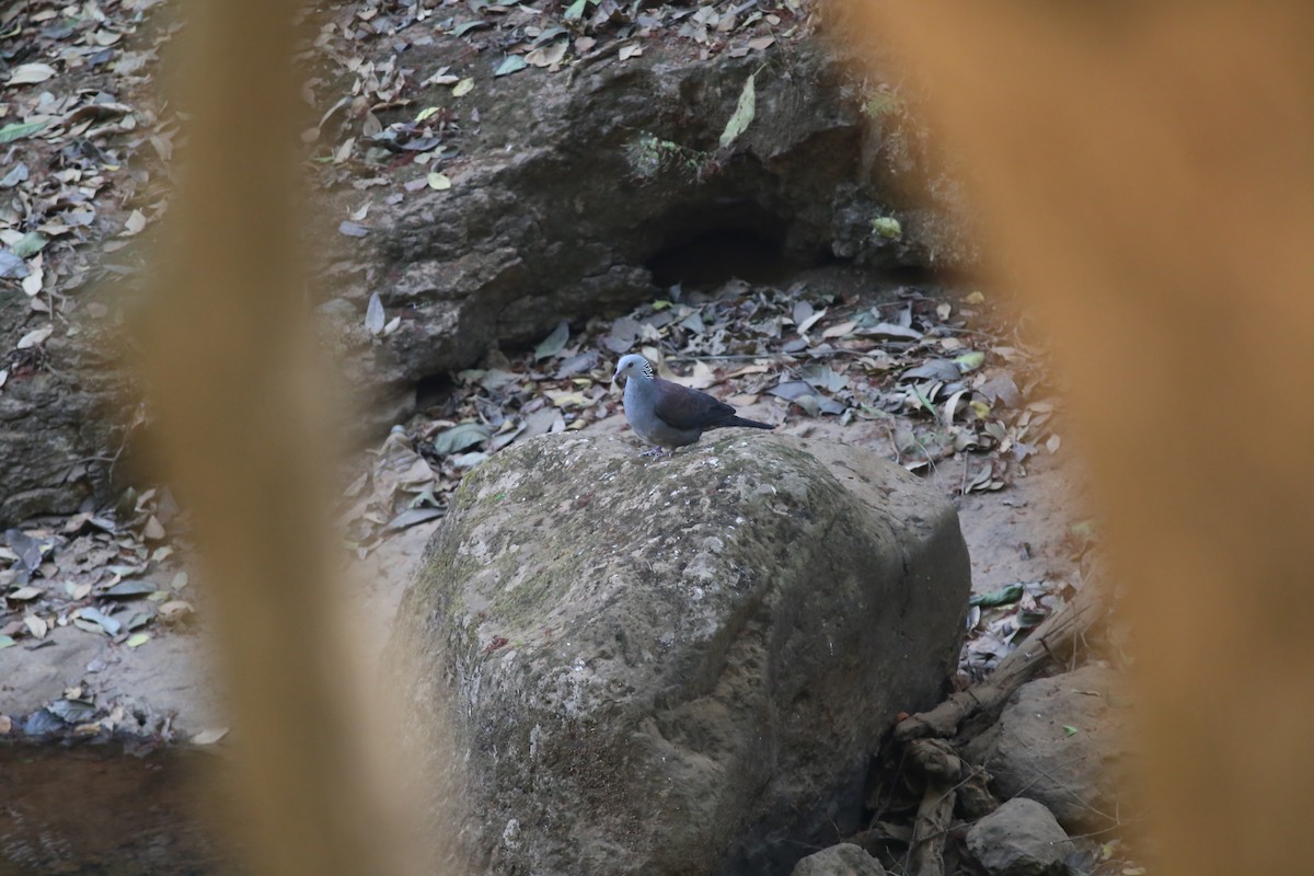 Nilgiri Wood-Pigeon - ML620214914