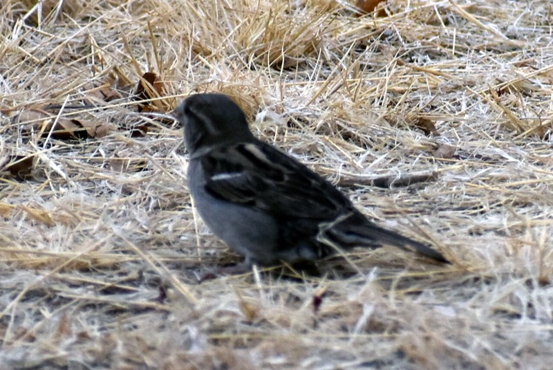 House Sparrow - ML620214926