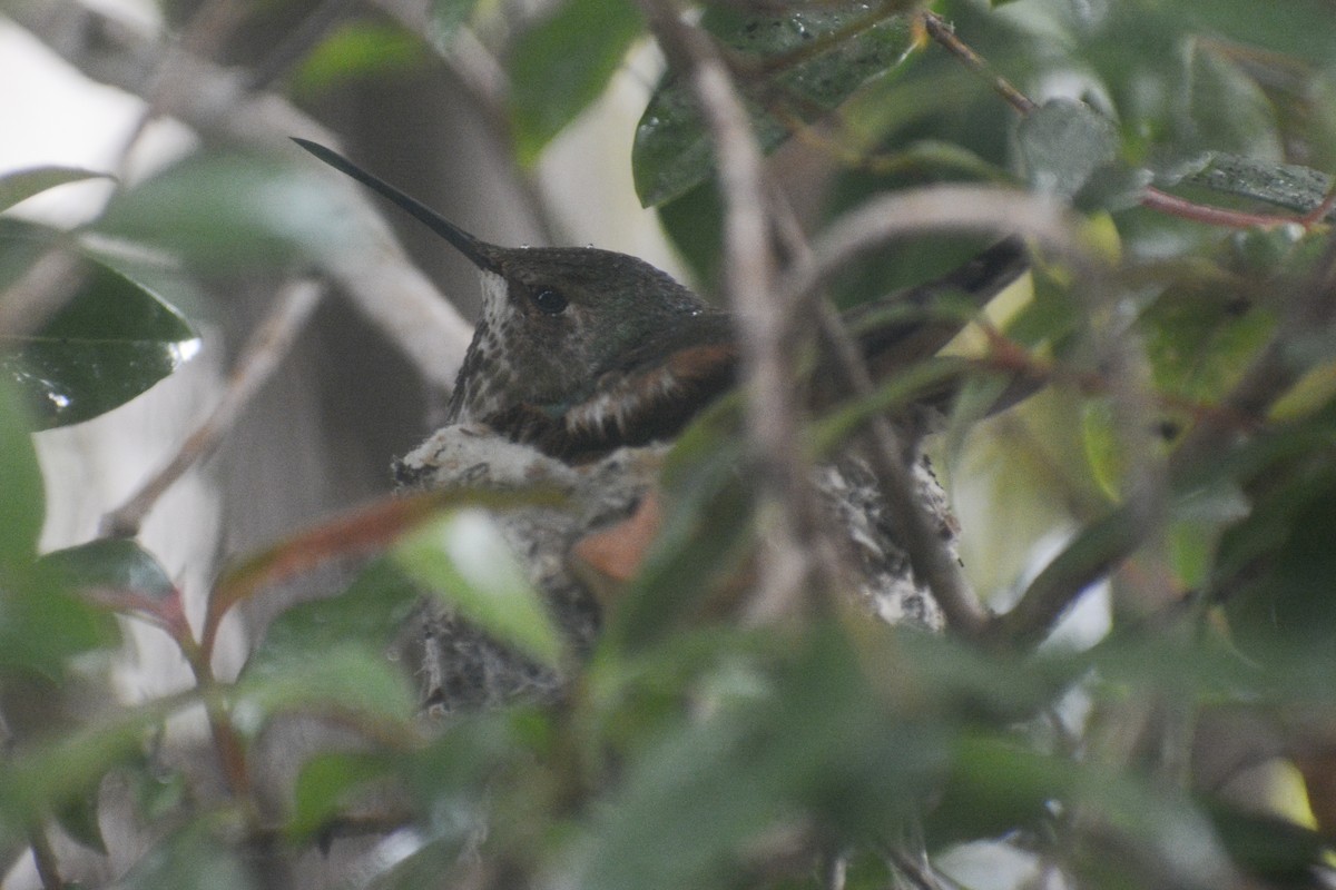 Allen's Hummingbird - ML620214930