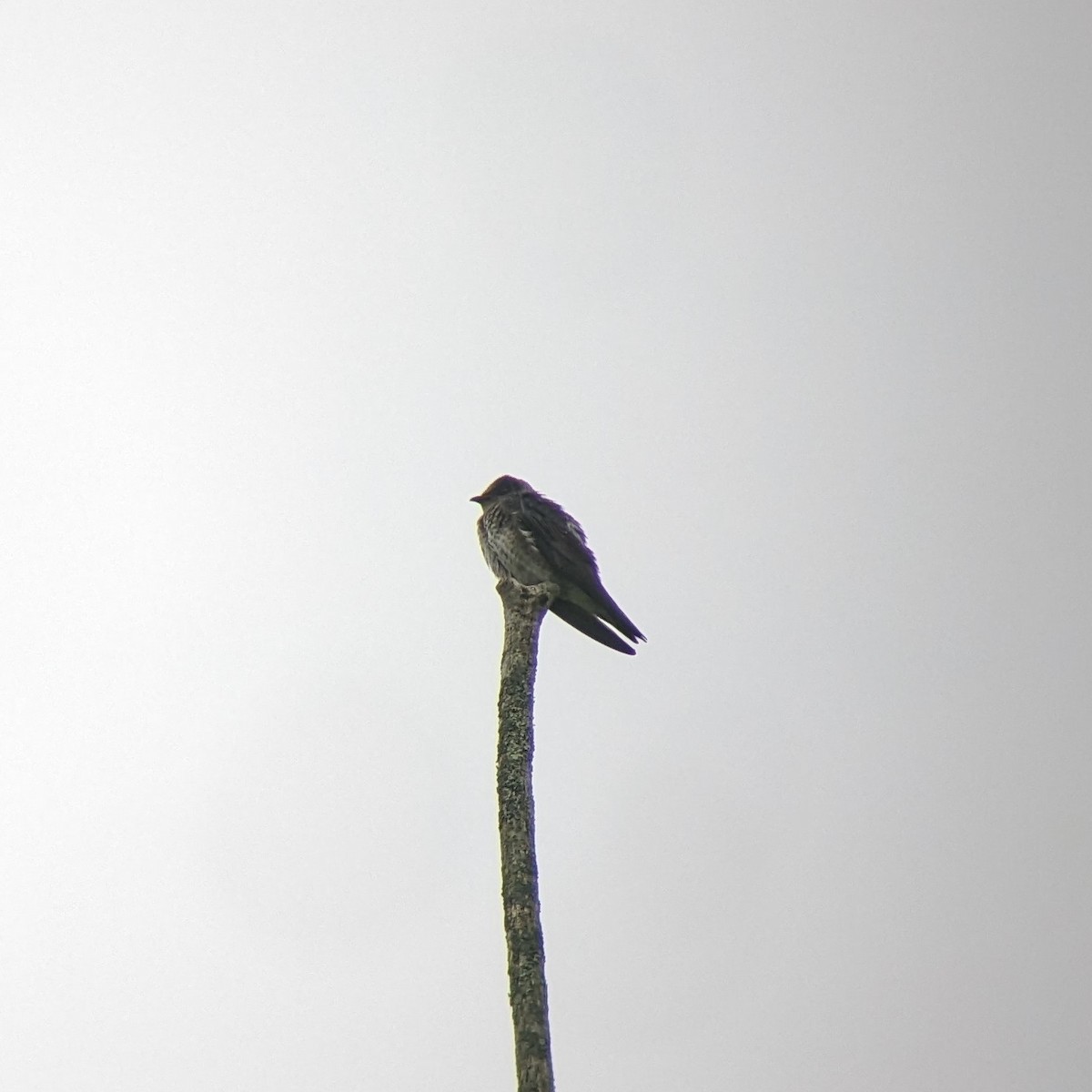 Golondrina Purpúrea - ML620214941