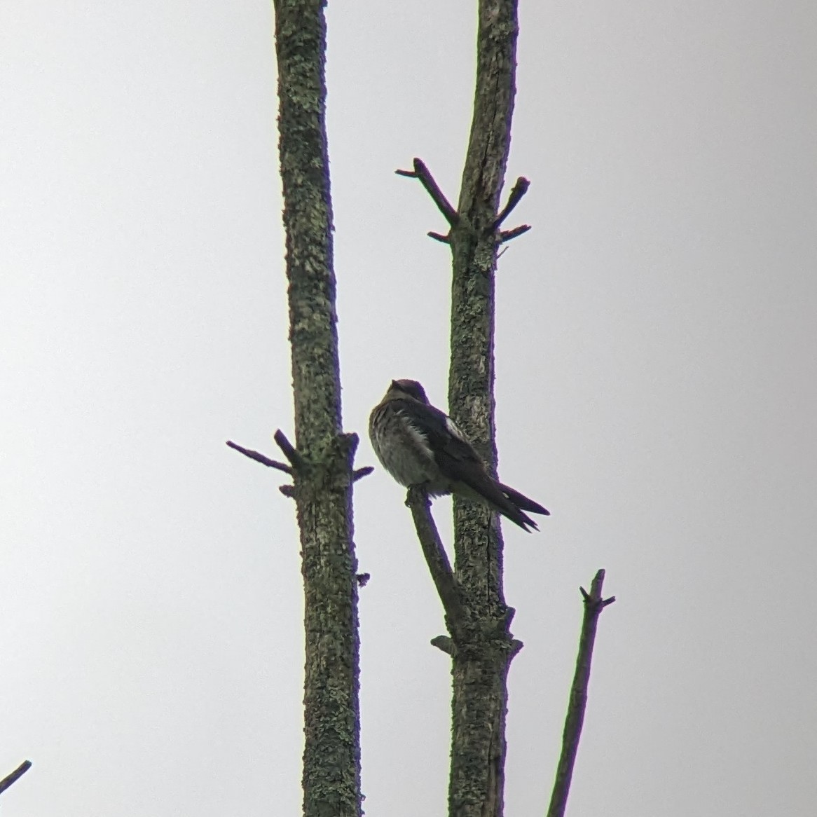 Golondrina Purpúrea - ML620214942