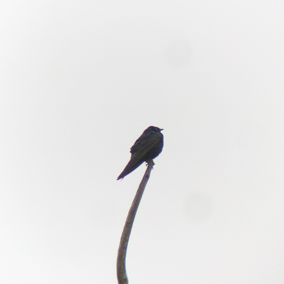 Purple Martin - ML620214943