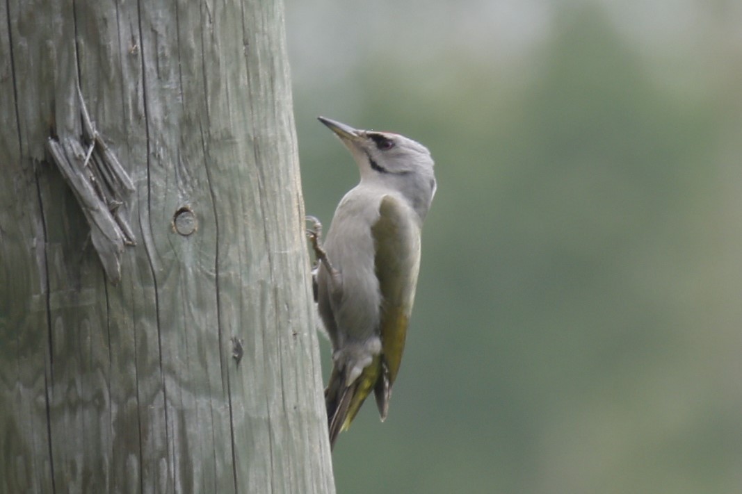 Gray-headed Woodpecker - ML620214945