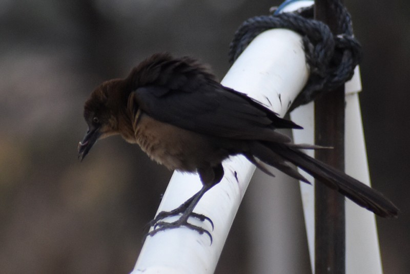 Great-tailed Grackle - ML620214951