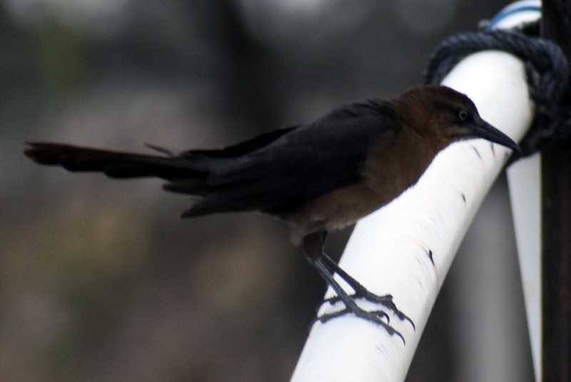 Great-tailed Grackle - ML620214952