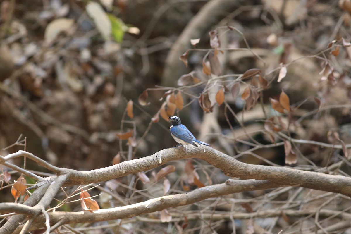 Blue-and-white Flycatcher - ML620214959