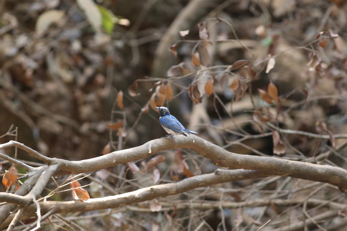Blue-and-white Flycatcher - ML620214963