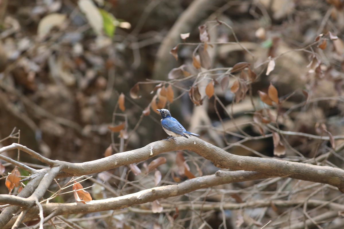 Blue-and-white Flycatcher - ML620214966