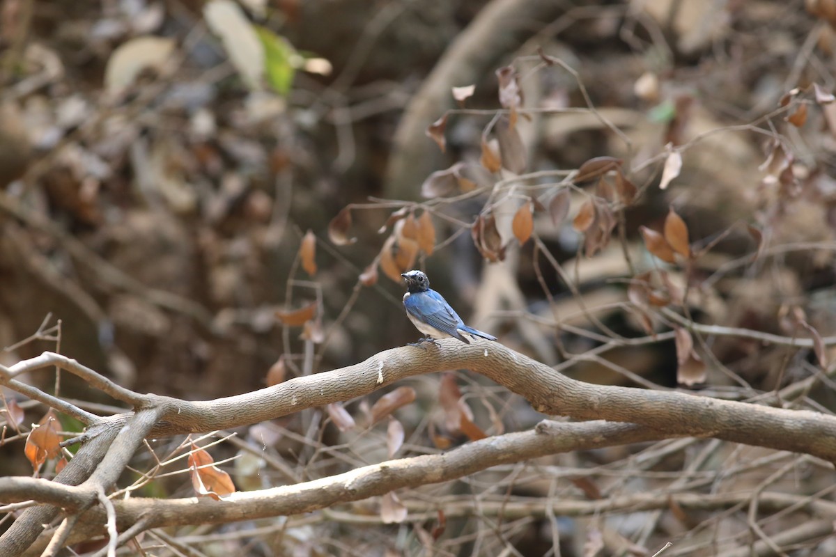 Blue-and-white Flycatcher - ML620214967