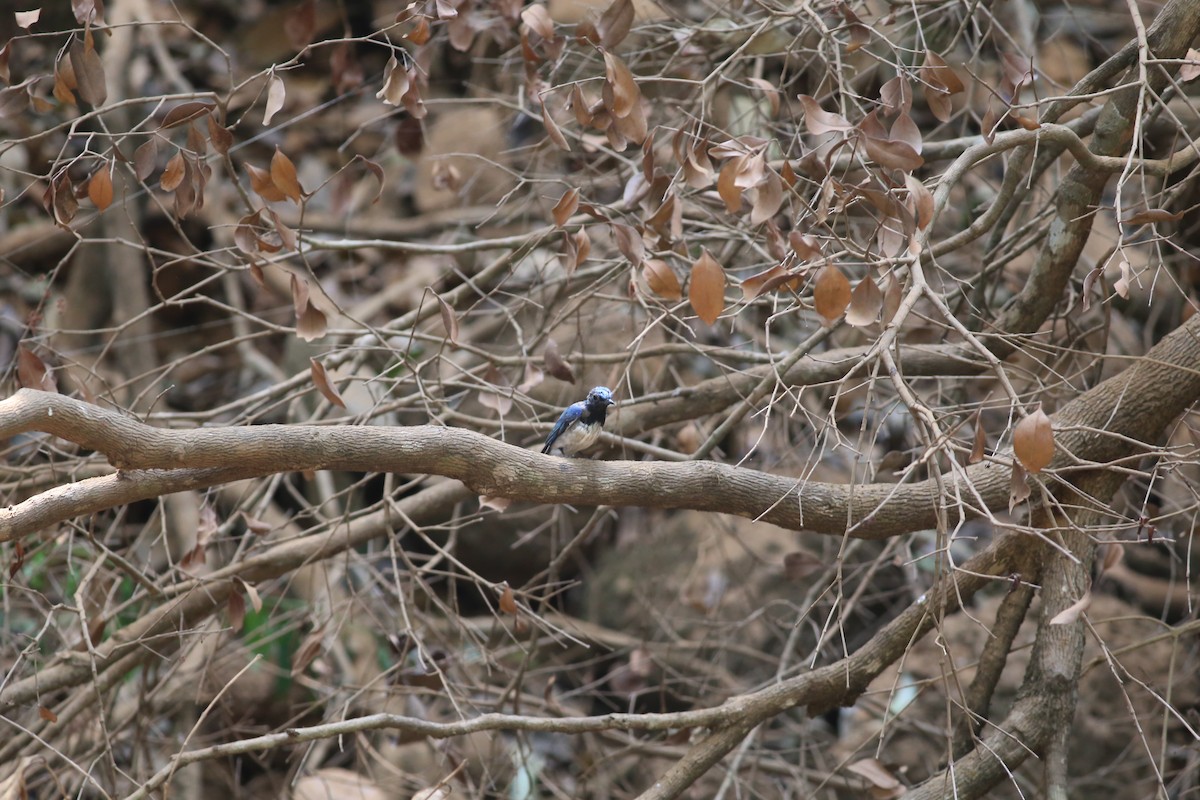 Blue-and-white Flycatcher - ML620214968