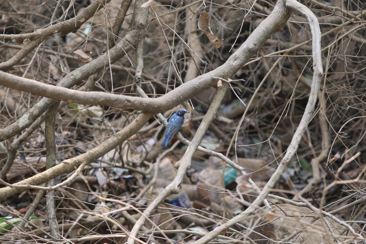 Blue-and-white Flycatcher - ML620214969