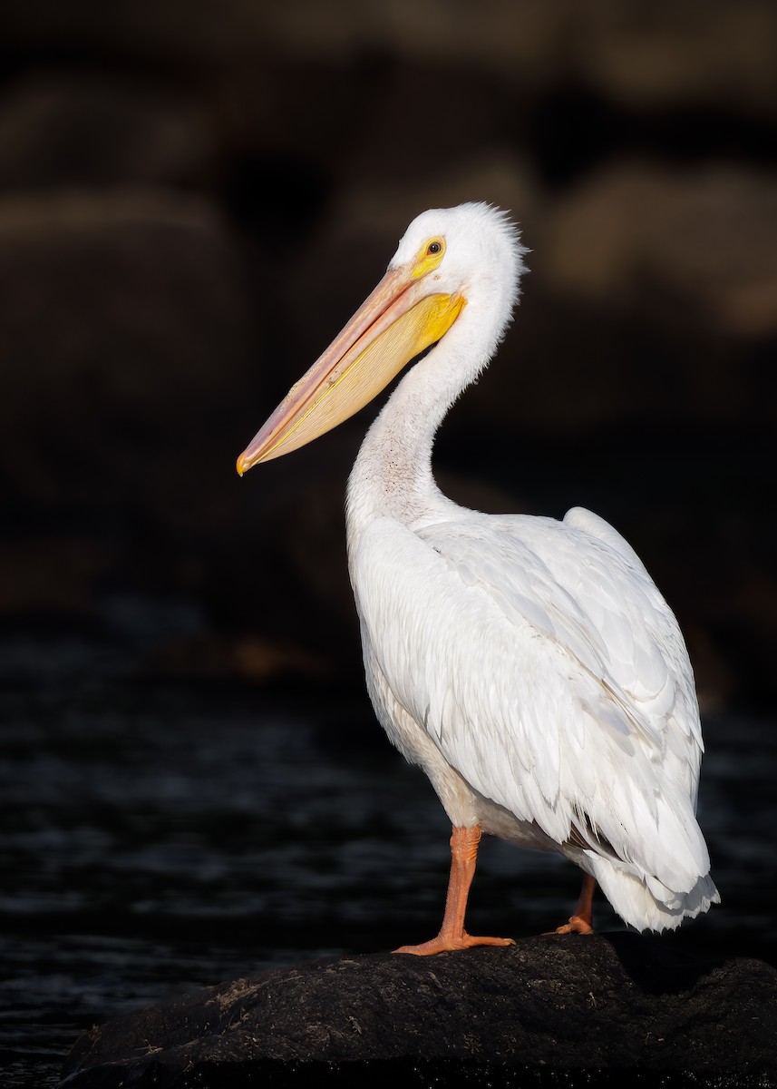 American White Pelican - ML620214970