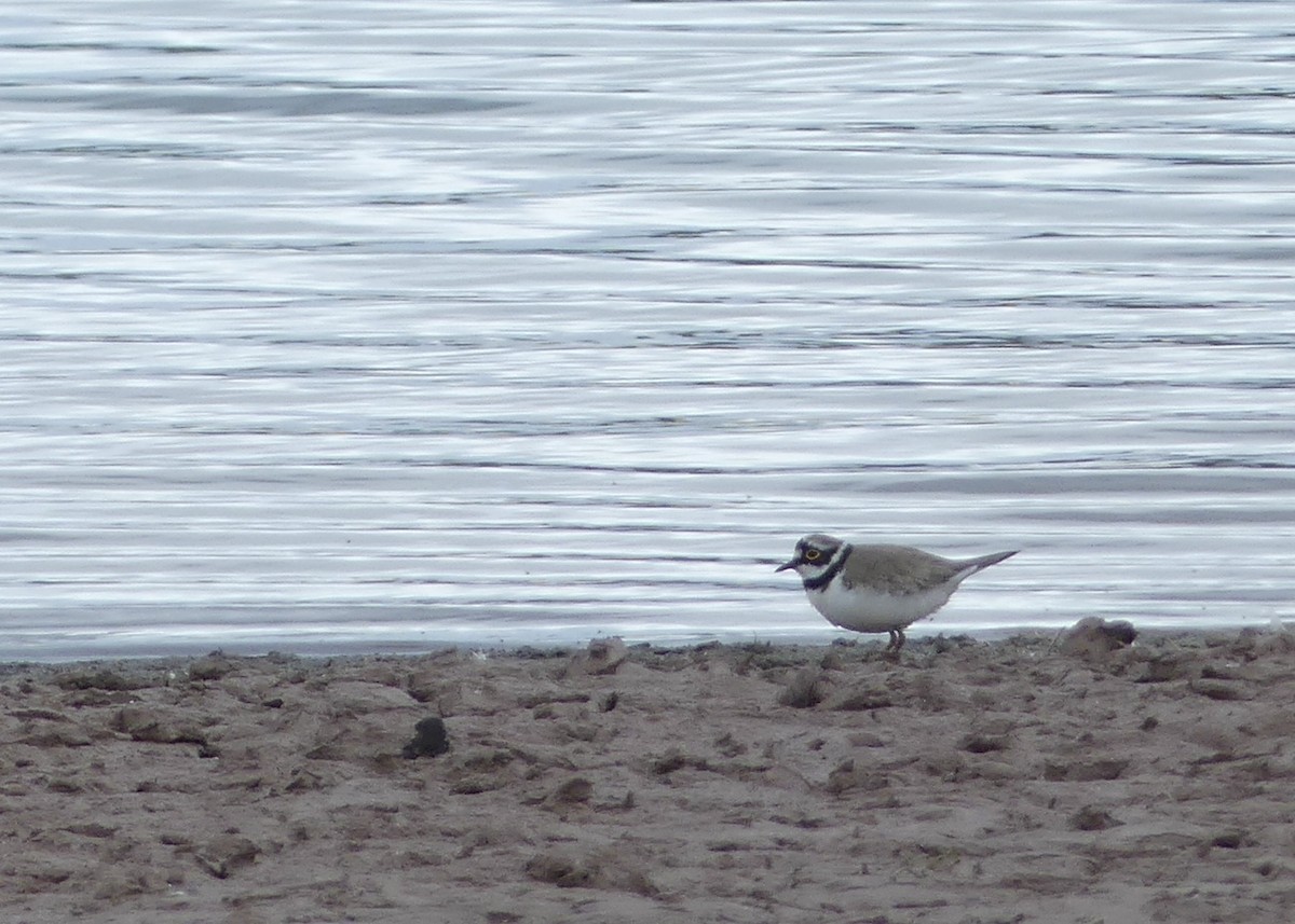 Little Ringed Plover - ML620214971