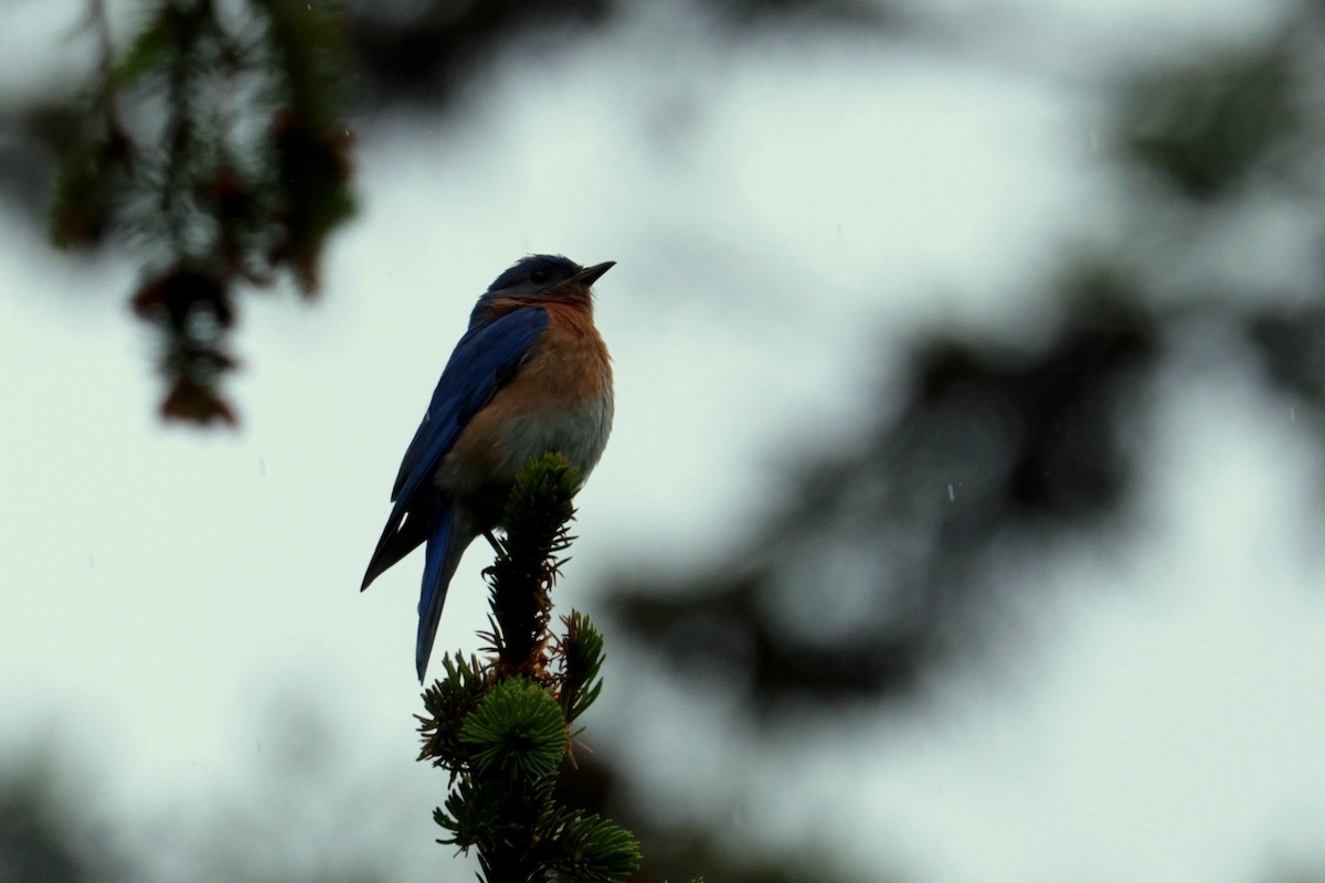 Eastern Bluebird - ML620214996