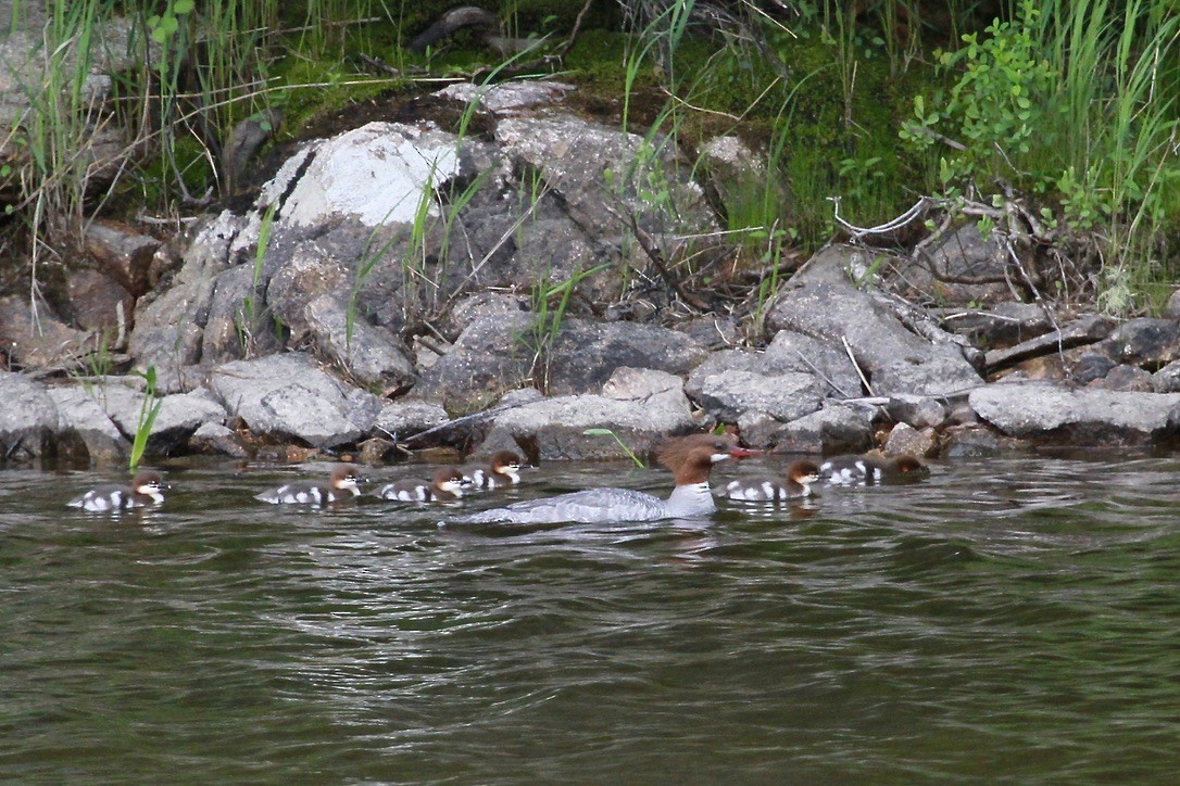 Red-breasted Merganser - ML620215004