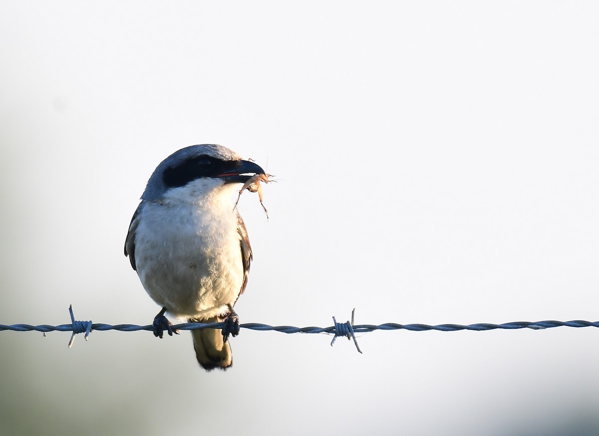 Loggerhead Shrike - ML620215009