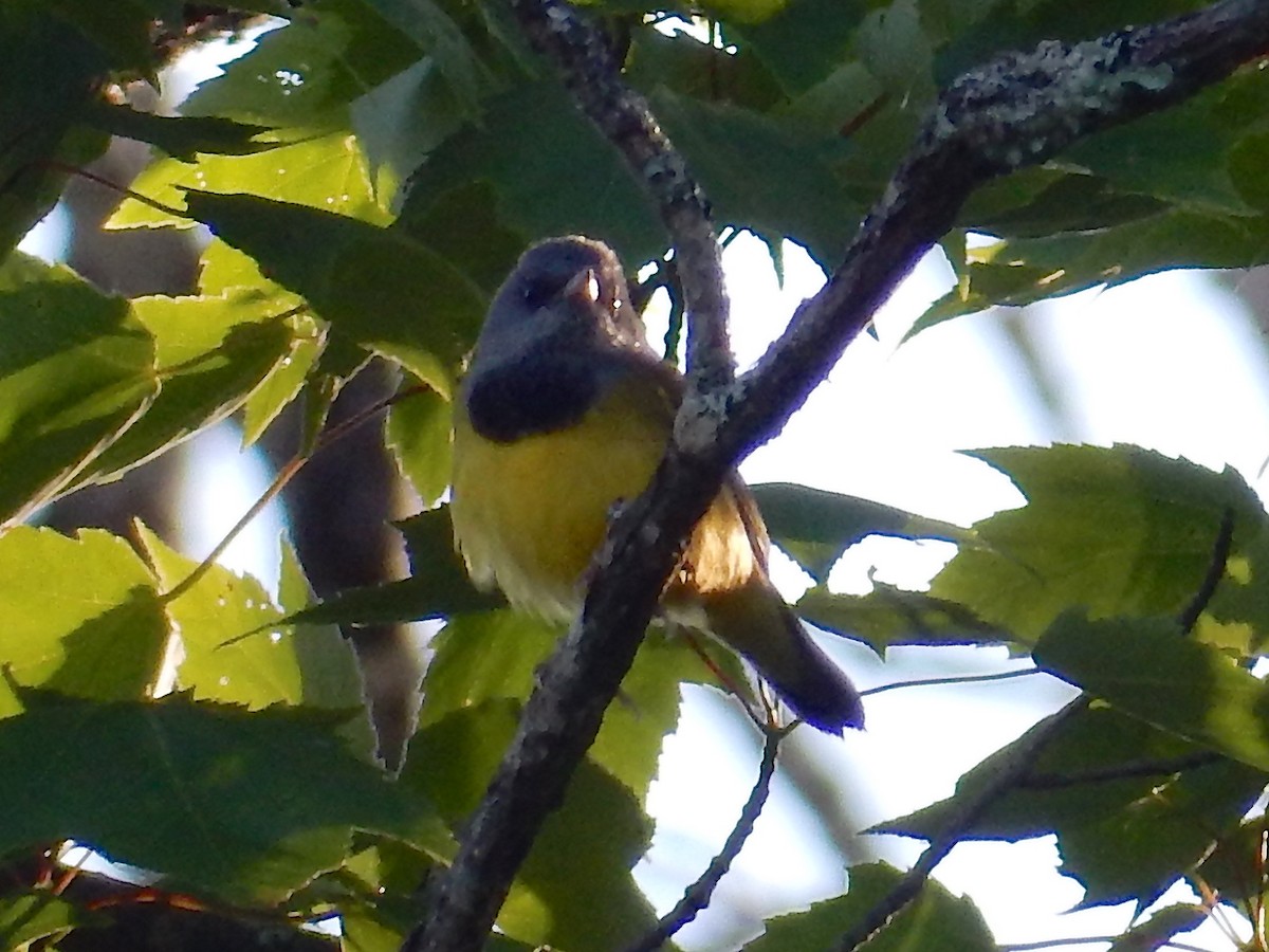 Mourning Warbler - ML62021501