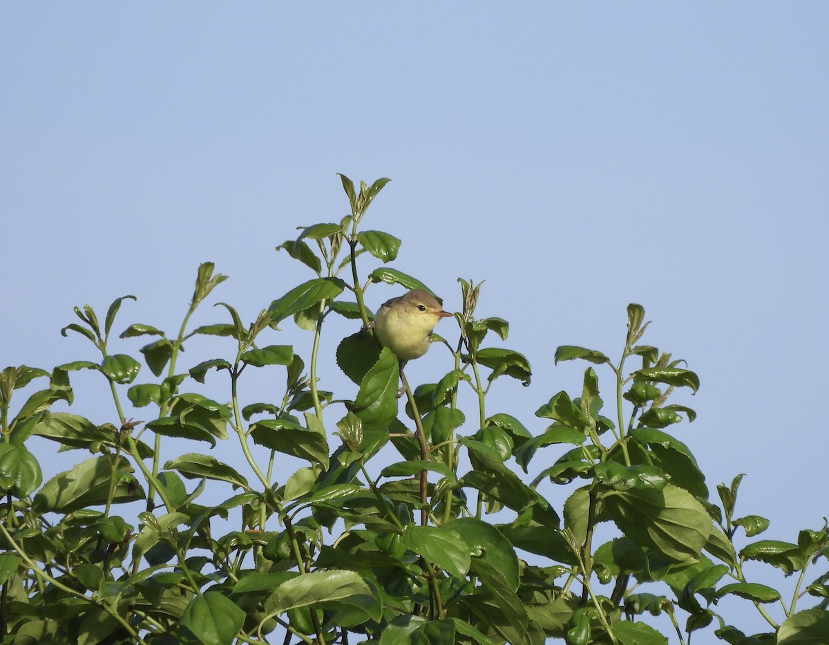 Melodious Warbler - ML620215010