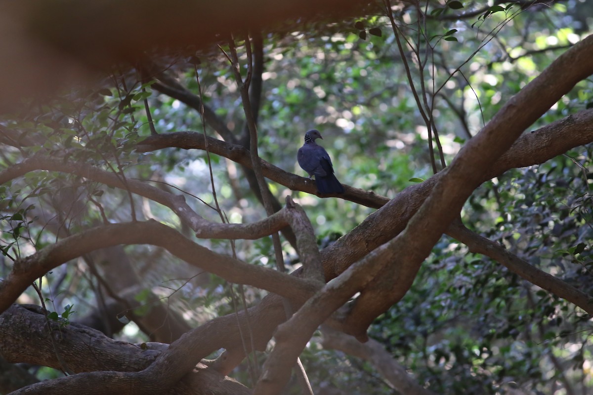 Nilgiri Wood-Pigeon - ML620215022