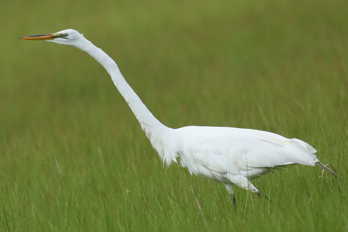 Great Egret - ML620215030