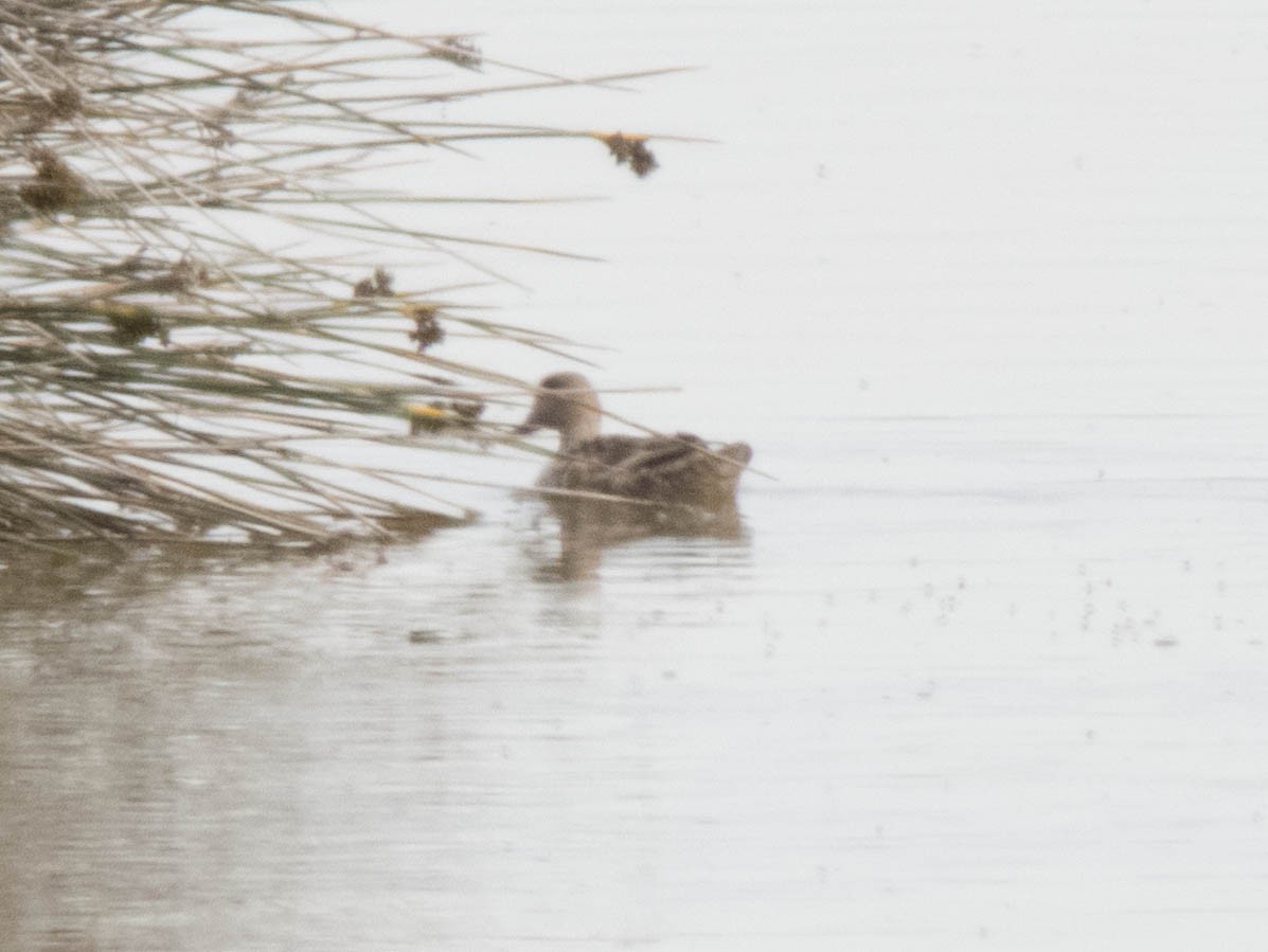 Marbled Duck - ML620215036