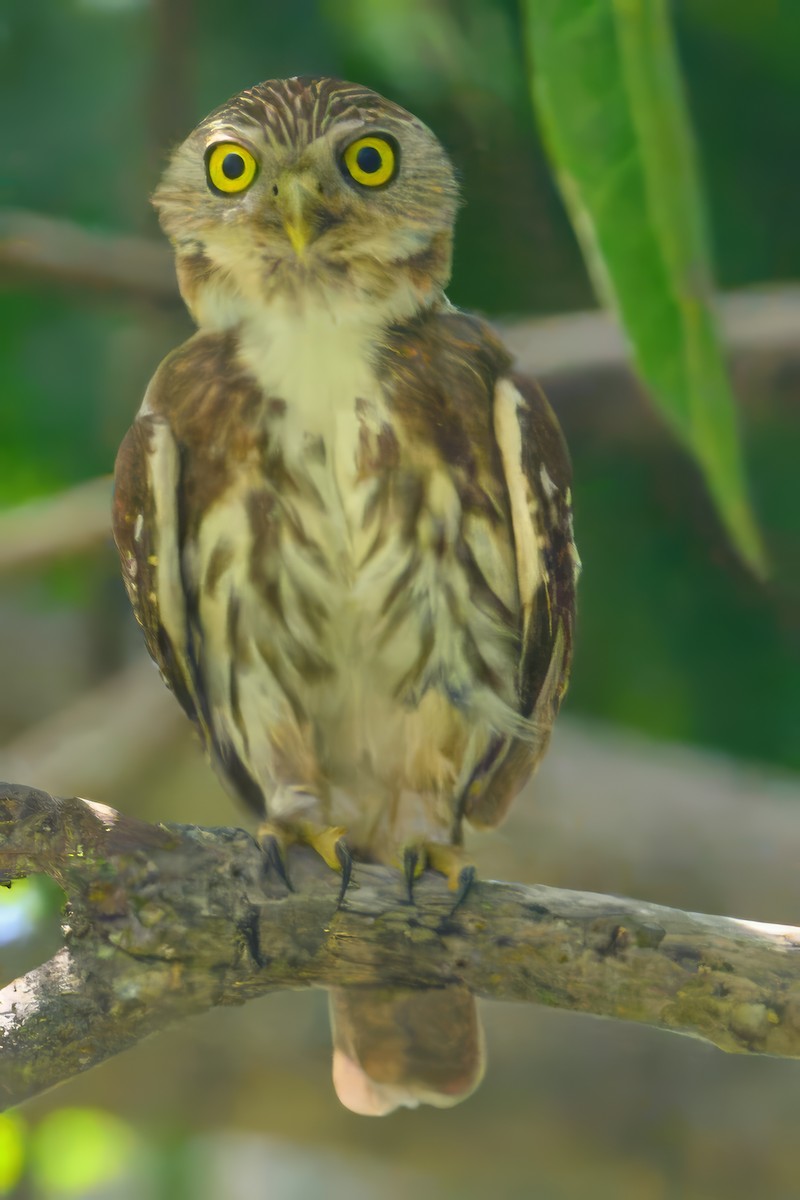 Ferruginous Pygmy-Owl - ML620215041