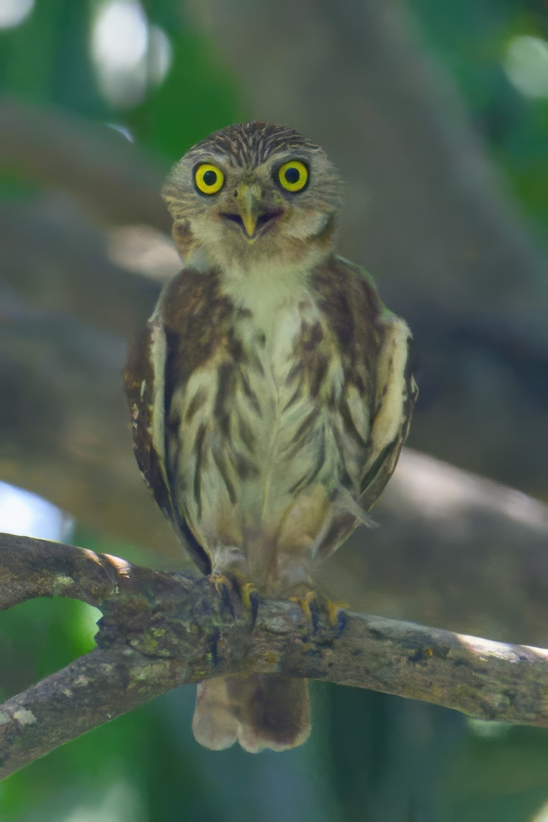 Ferruginous Pygmy-Owl - ML620215042