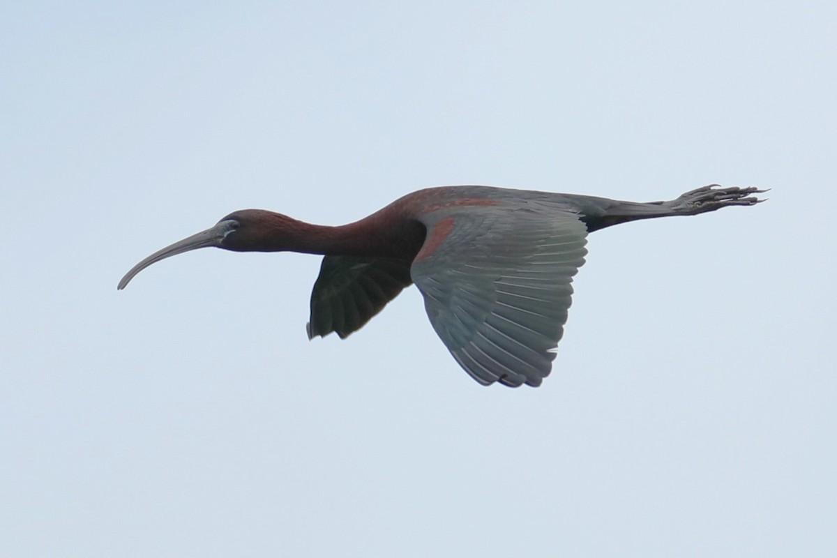 ibis hnědý - ML620215048