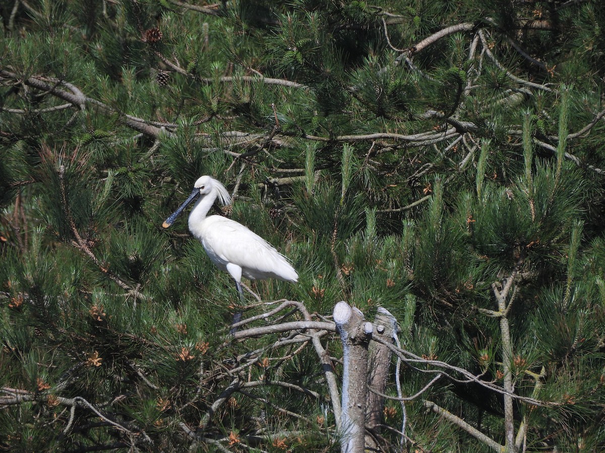 Eurasian Spoonbill - ML620215053