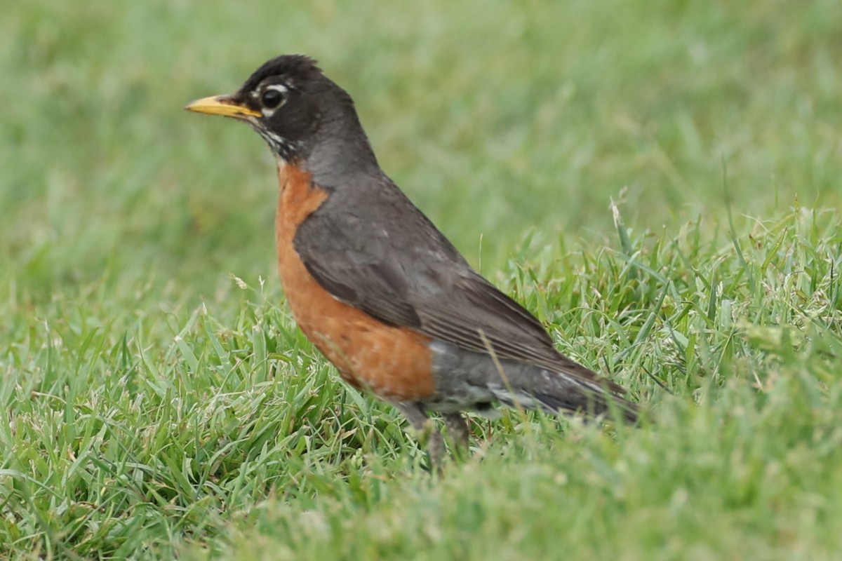 American Robin - ML620215058