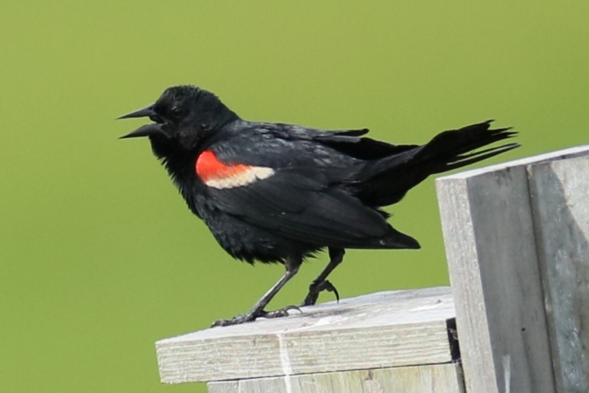 Red-winged Blackbird - ML620215066