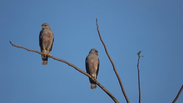 Ridgway's Hawk - ML620215070