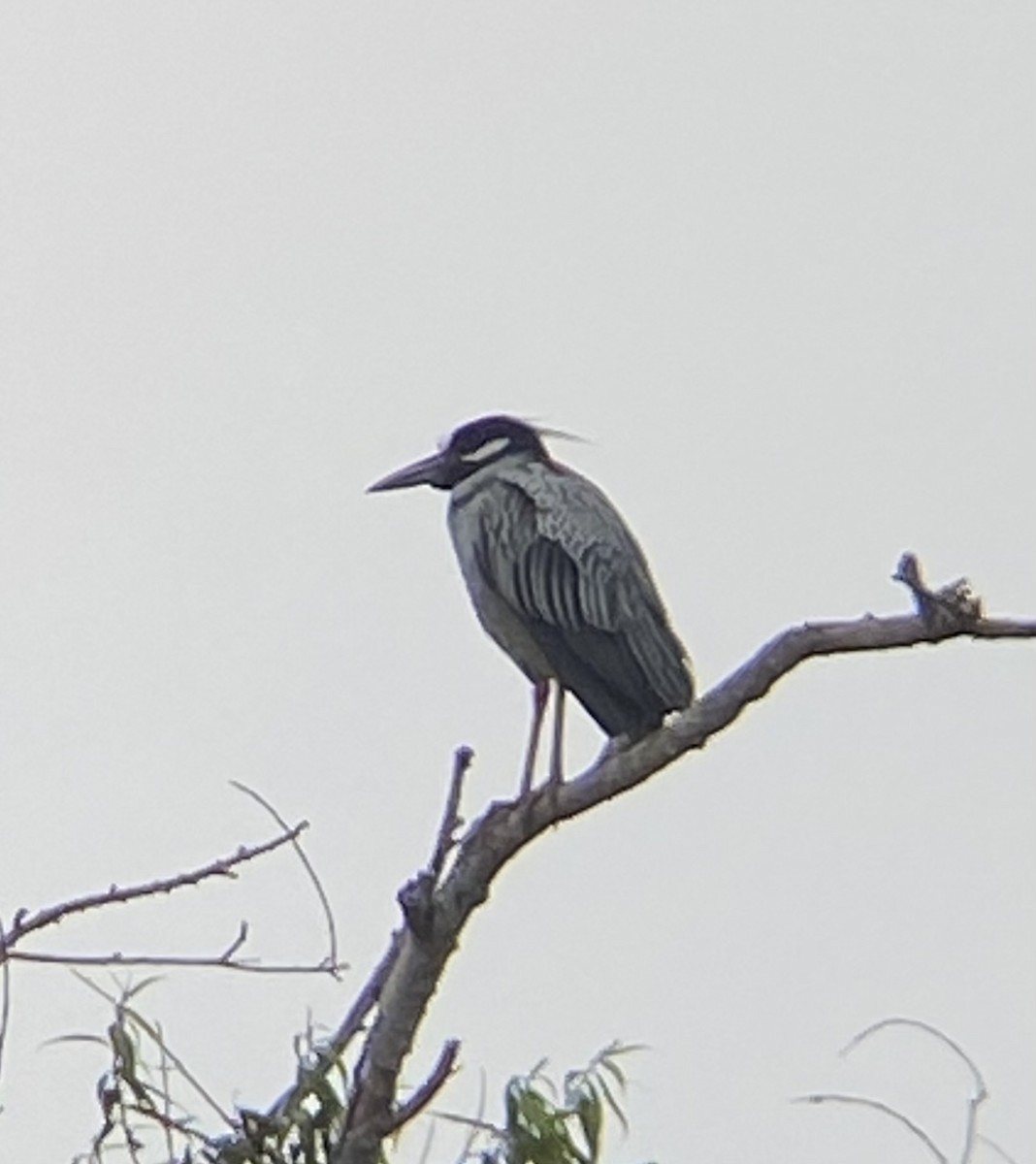 Yellow-crowned Night Heron - ML620215082