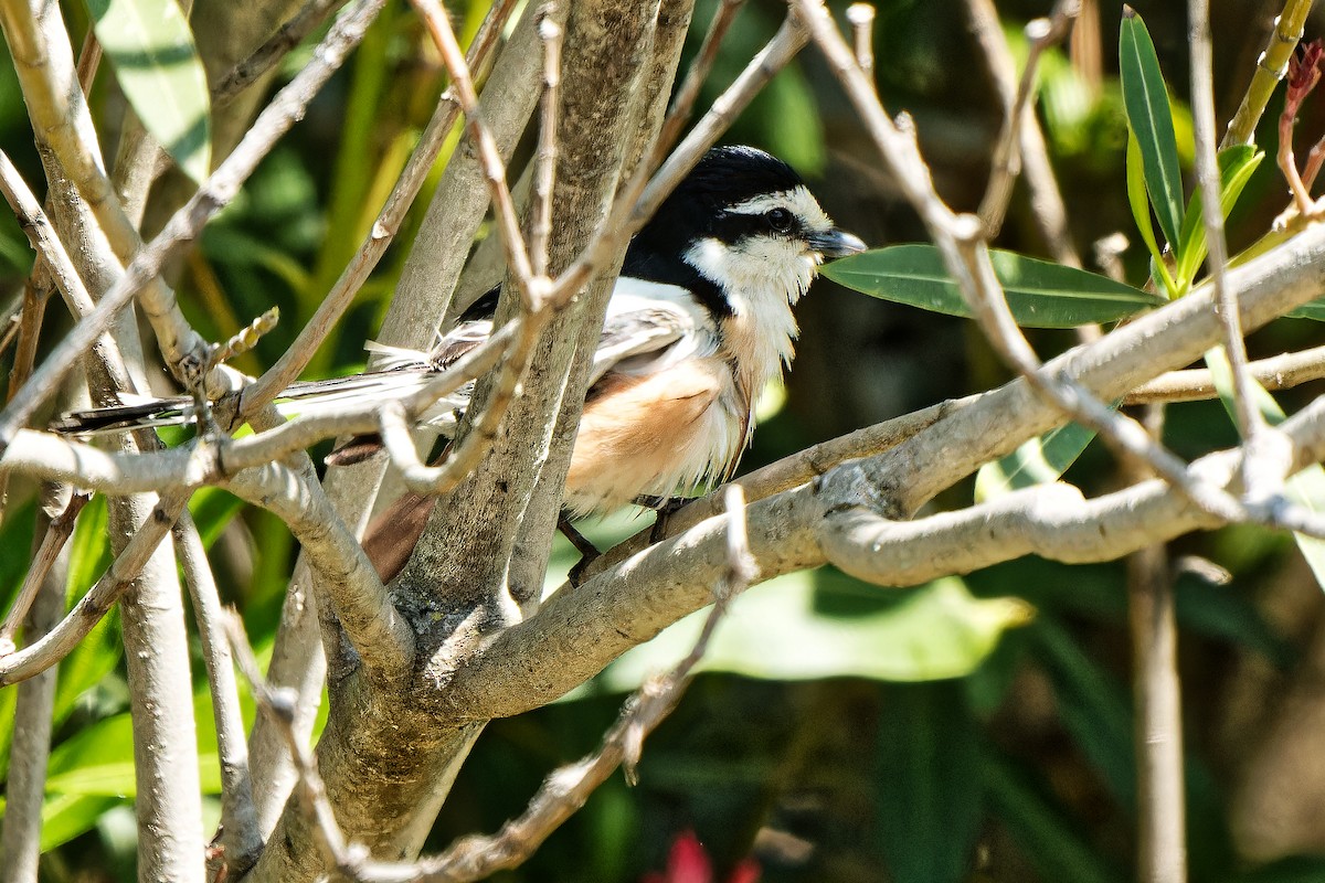 Masked Shrike - ML620215089