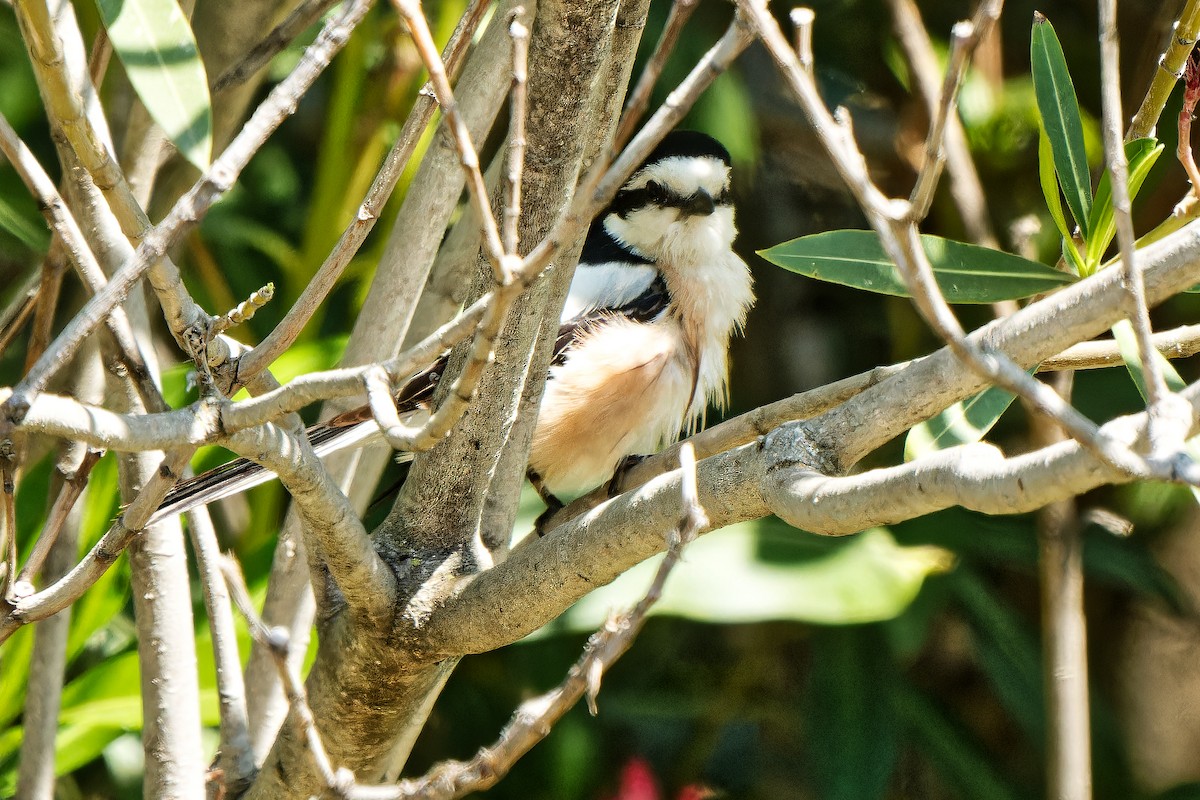 Masked Shrike - ML620215090