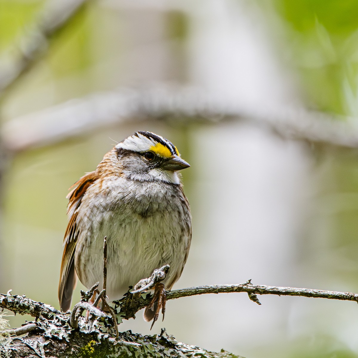 White-throated Sparrow - ML620215095