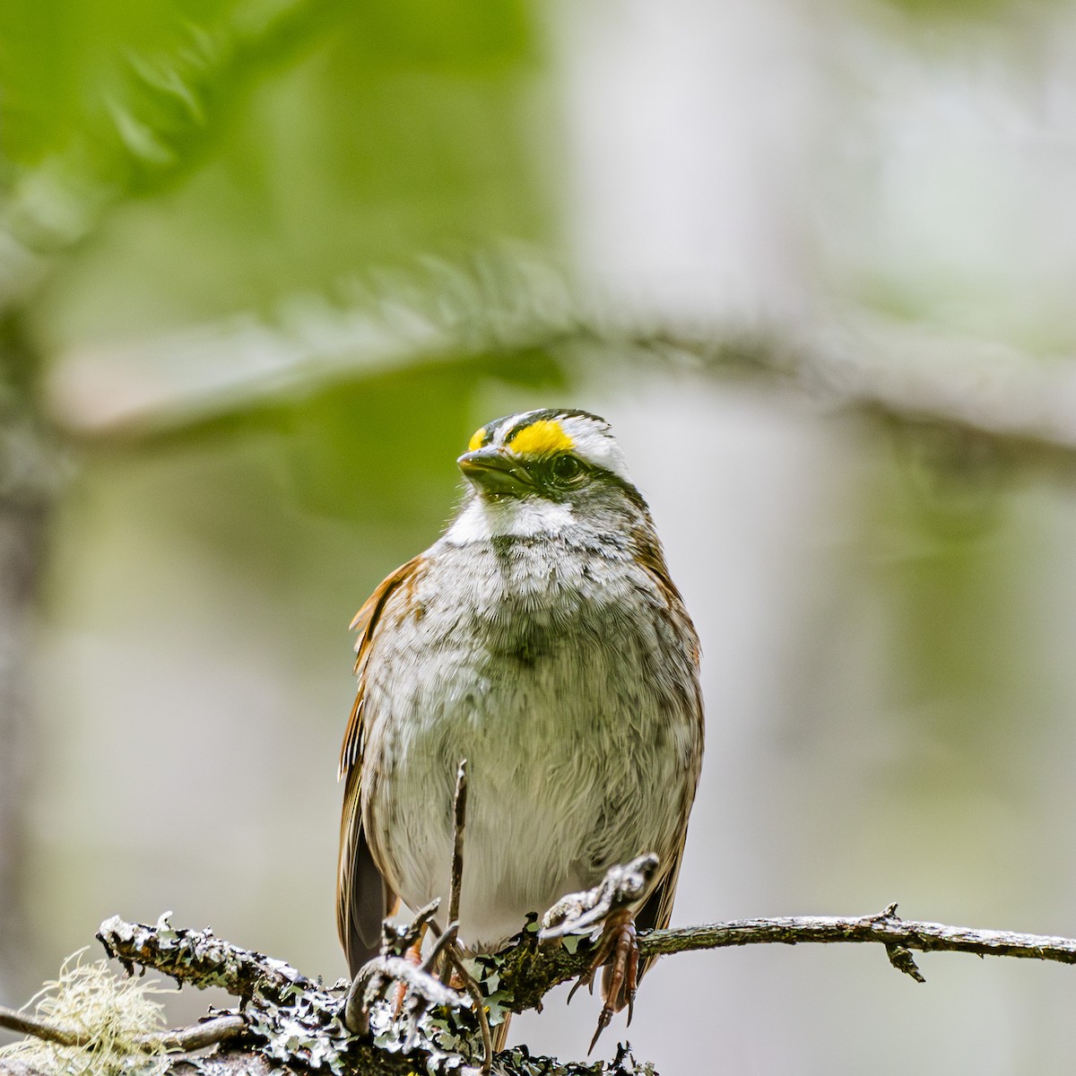 White-throated Sparrow - ML620215096