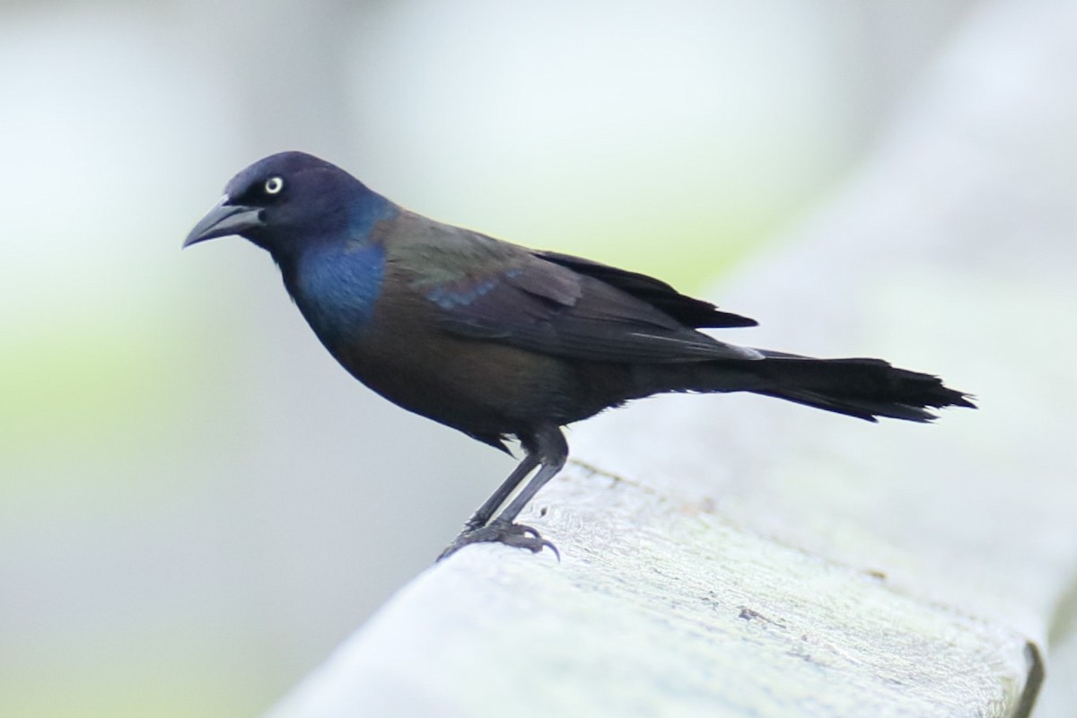 Boat-tailed Grackle - ML620215106