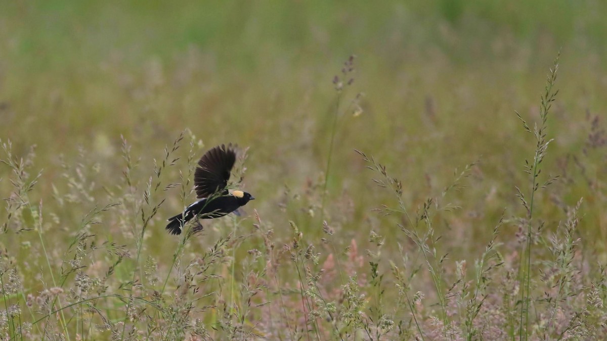 bobolink americký - ML620215113