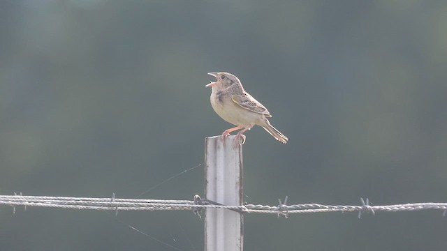 Grasshopper Sparrow - ML620215114