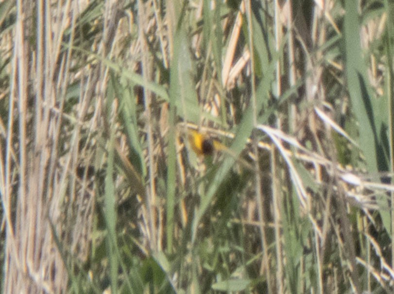 Black-headed Weaver - ML620215130