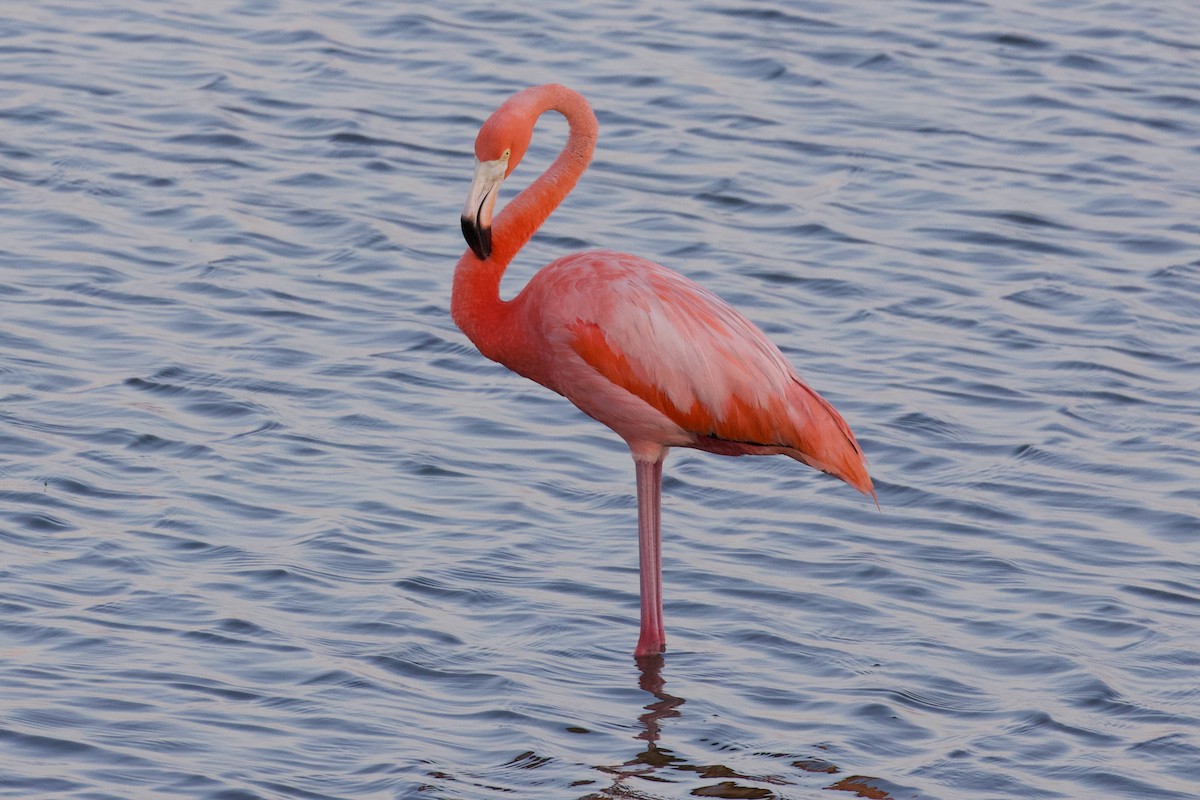 American Flamingo - ML620215145