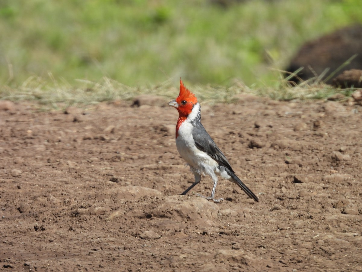 Red-crested Cardinal - ML620215156