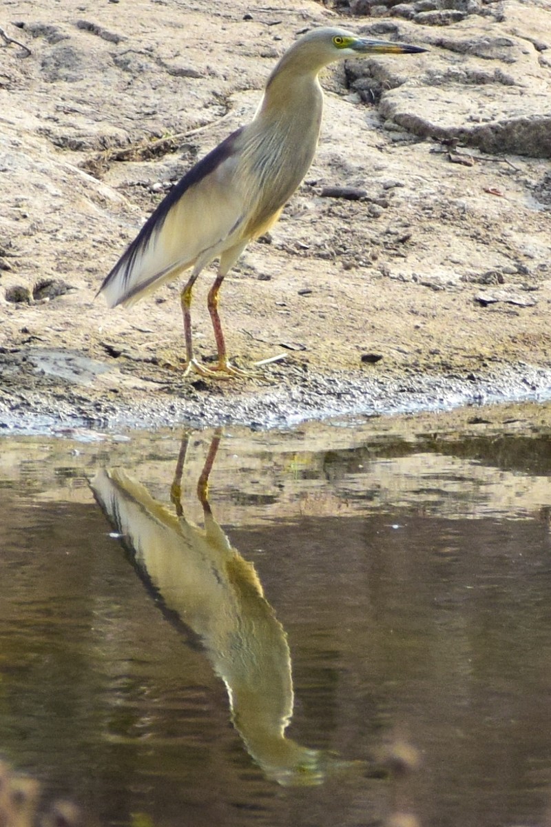 Indian Pond-Heron - ML620215158