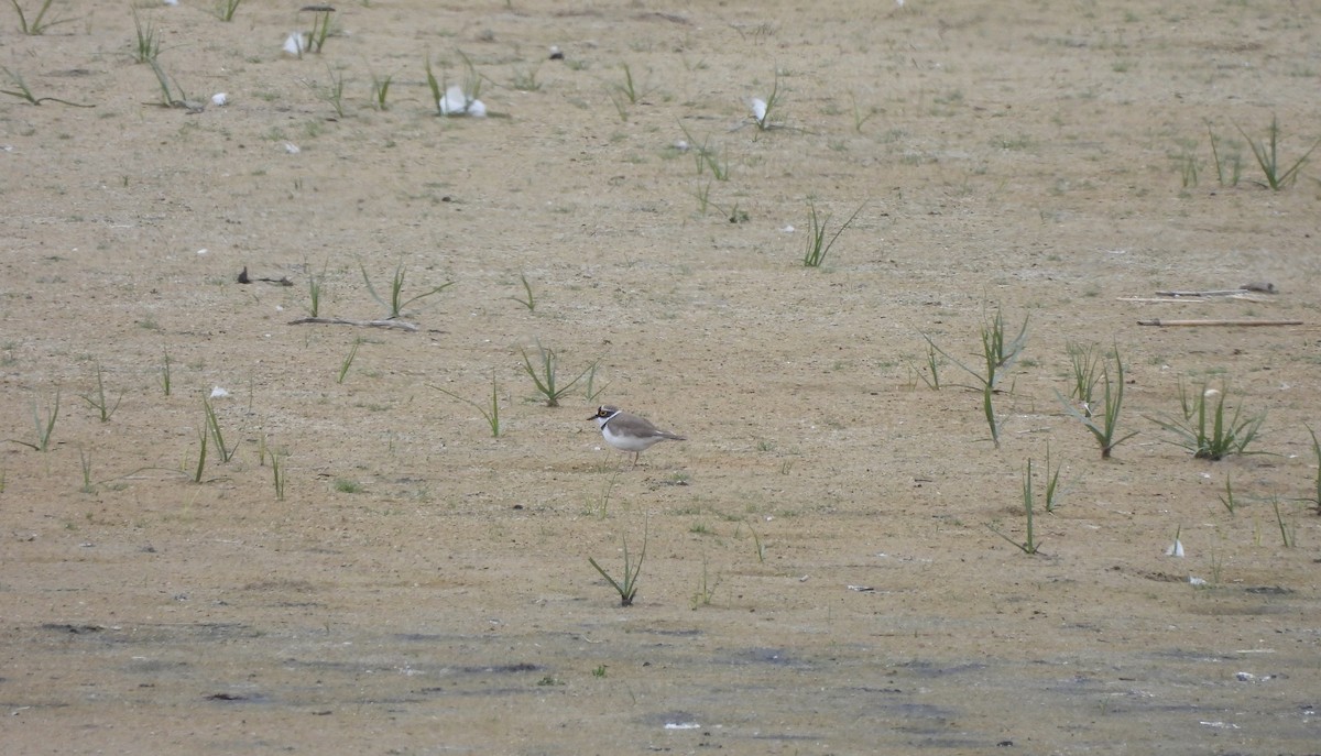 Little Ringed Plover - ML620215167