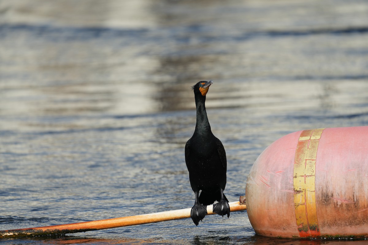 Cormorán Orejudo - ML620215169